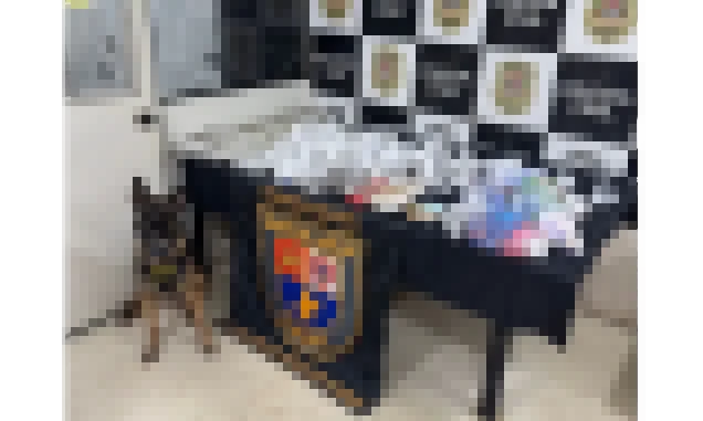 Em 6 meses, Canil da PM atuou em mais de 200 operações para detectar drogas e explosivos na capital