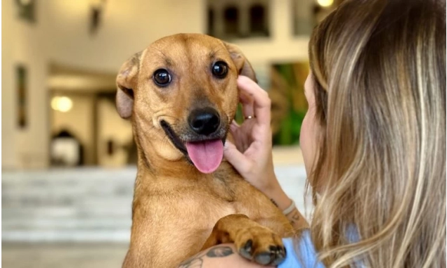 Como denunciar maus-tratos a animais à polícia sem sair de casa?