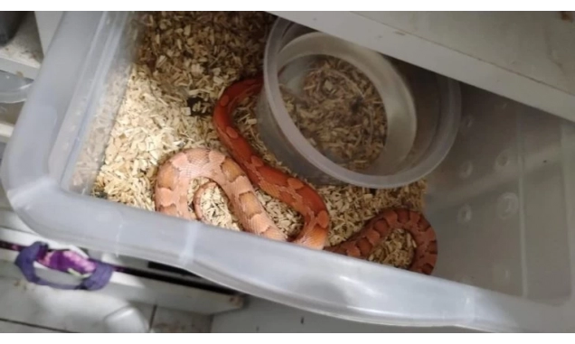 Operação ‘Corn Snake’ desmonta esquema de venda de animais exóticos pelos Correios no interior de SP