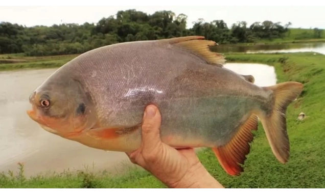 Biofilme feito com pele de peixe pode ser alternativa sustentável para a embalagem de alimentos