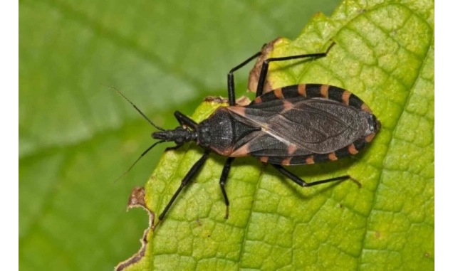 Dia Mundial da Doença de Chagas: entenda a importância da prevenção