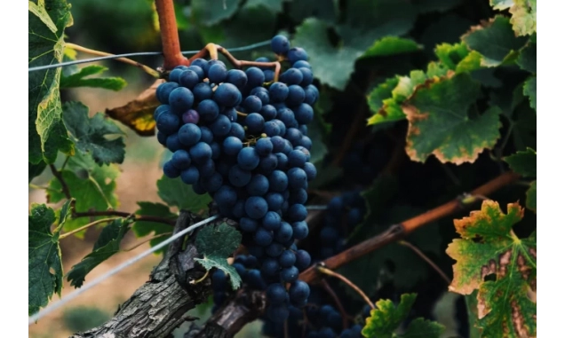 Vinhos paulistas são premiados entre os melhores do mundo em 2026