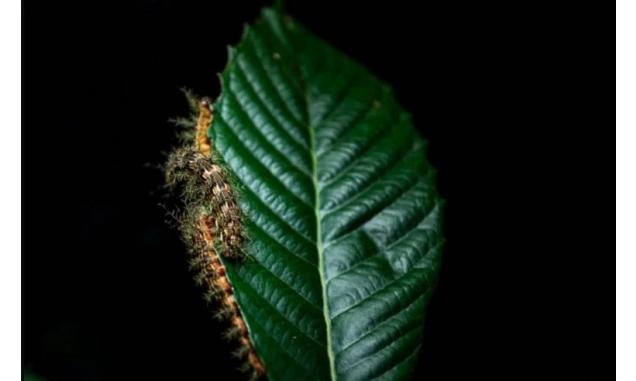 O que fazer ao encontrar uma taturana ou lagarta? Instituto Butantan orienta