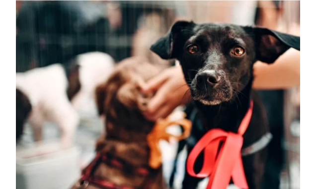 Dia do Vira-Lata: veja leis que fortalecem a proteção e o bem-estar animal