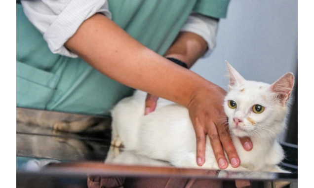 Seu pet foi picado por um animal peçonhento? Veja dicas do Butantan