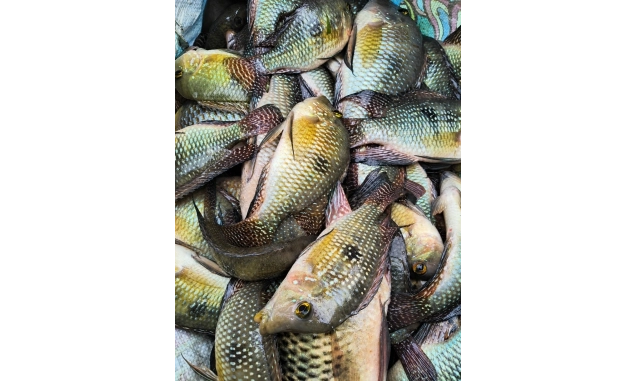 Polícia Militar Ambiental autua dupla por pesca ilegal na Represa de Itupararanga, em Alumínio