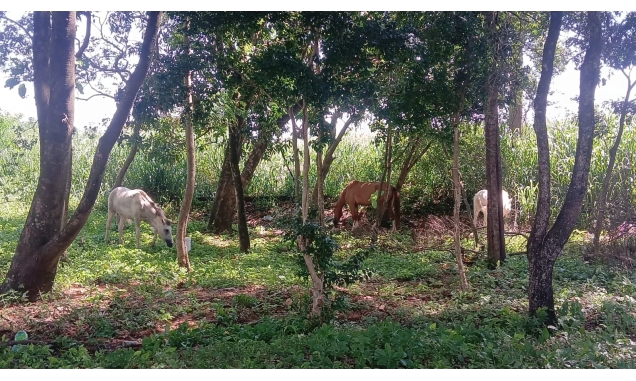 Prefeitura de Iperó faz alerta dos perigos e penalidades aos proprietários quando da soltura de animais em vias públicas