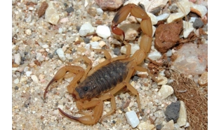 Picada de escorpião ou cobra: veja onde encontrar atendimento soroterápico em SP