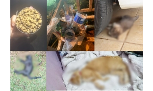 CRIME: Animais morrem após suposto envenenamento em Condomínio de Iperó